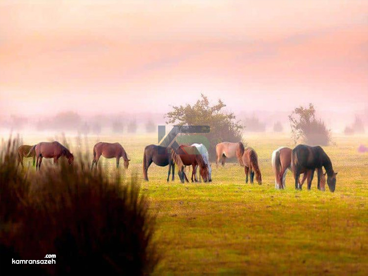 پارک ملی بوجاق | بهشت پرندگان و تلاقی رود و دریا در گیلان