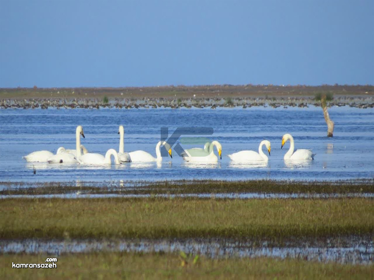 بوجاق ملی کیاشهر